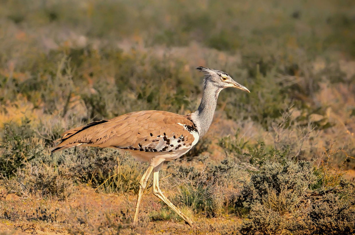 kori bustard in bushveld of kruger national park