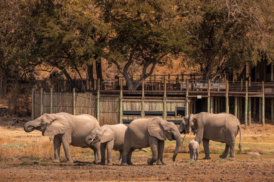 elephant herd in front of hide of main lodge by puku camp zambia