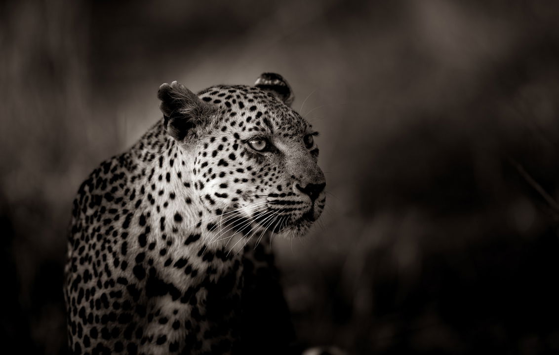 Leopard male at evening by Lion Sands Game Reserve