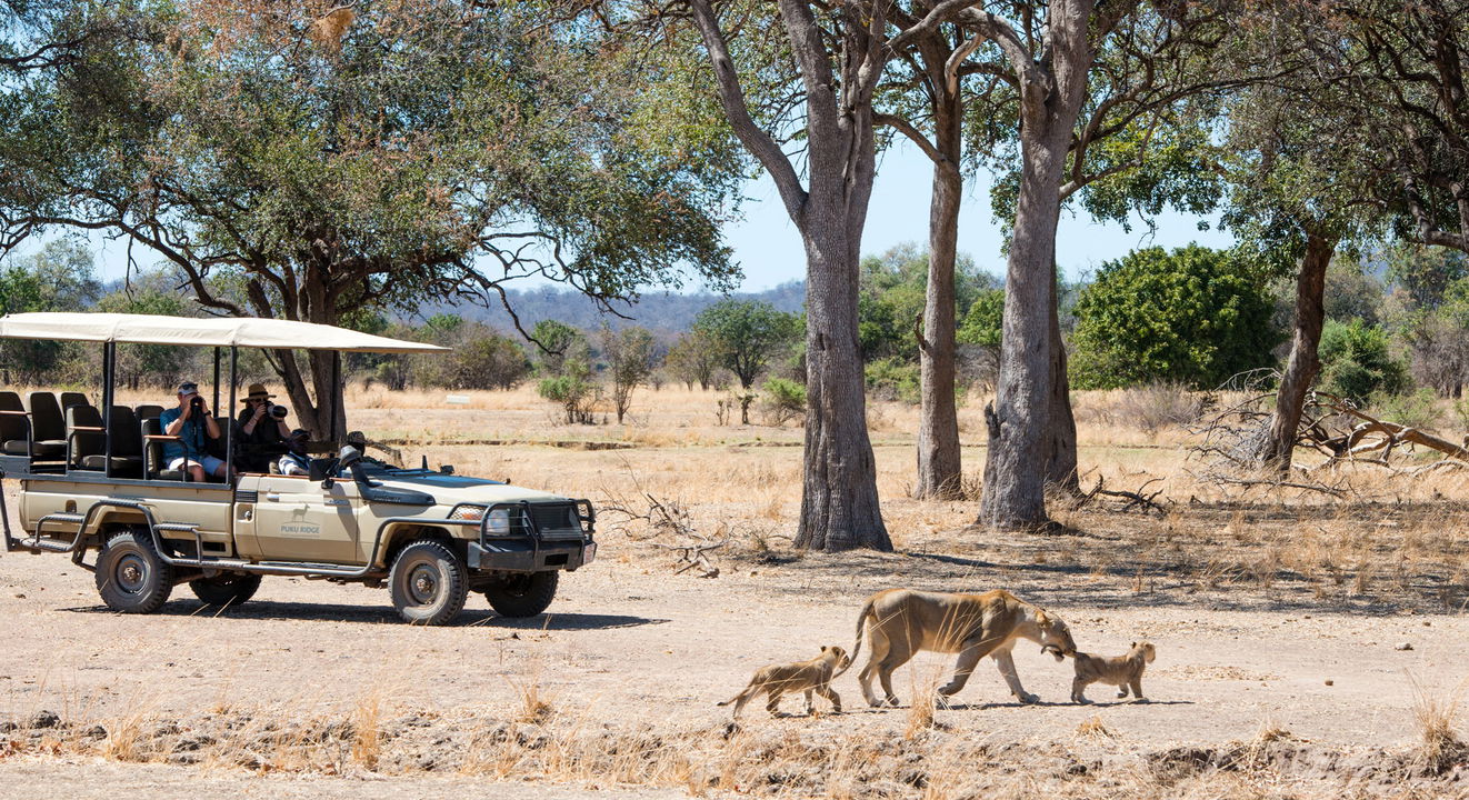 lioness and two cubs walking in front of safari vehicle by Puku Ridge Camp Zambia