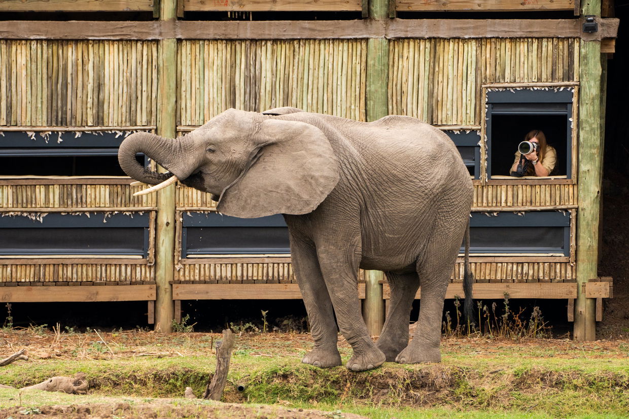 lady taking photos of elephant close to lodge hide at puku ridge camp zambia