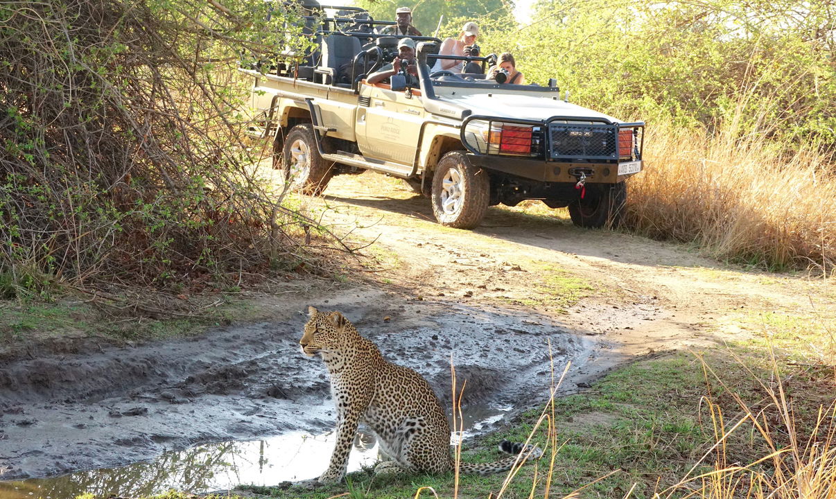 leopard sitting in road by water puddle with safari vehicle onlooking at Puku Ridge Camp Zambia