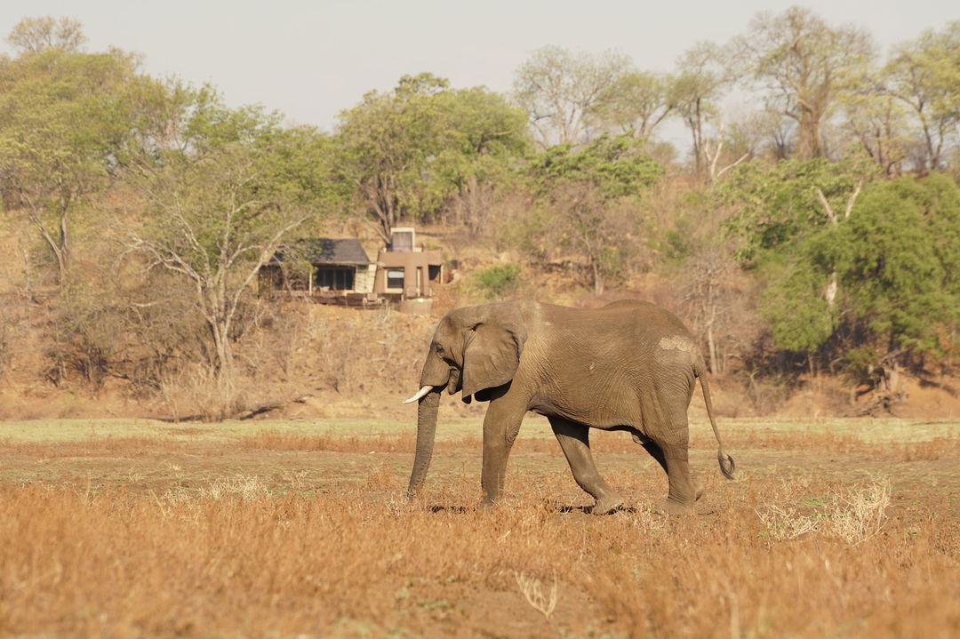 lone elephant in front of main lodge by Puku Ridge Camp Zambia