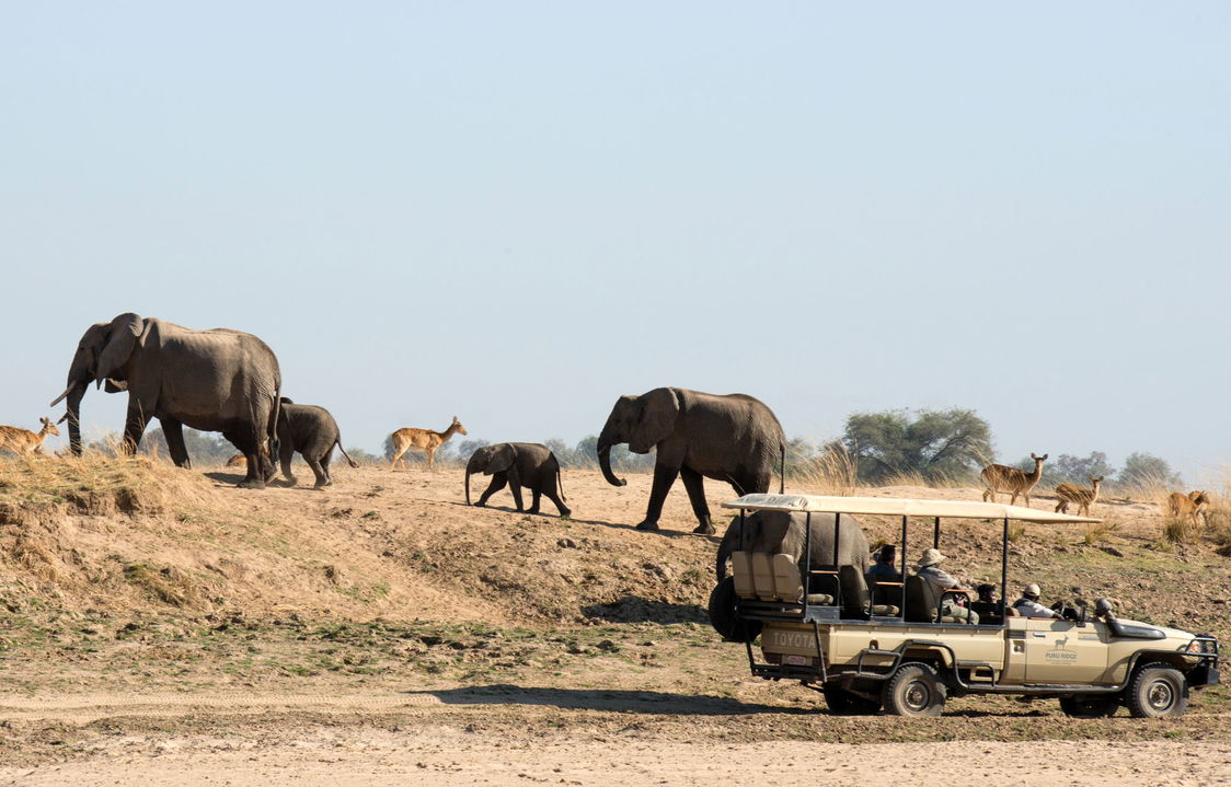 herd of elephants sighted on a game drive of Puku Ridge Camp Zambia Luangwa Plains