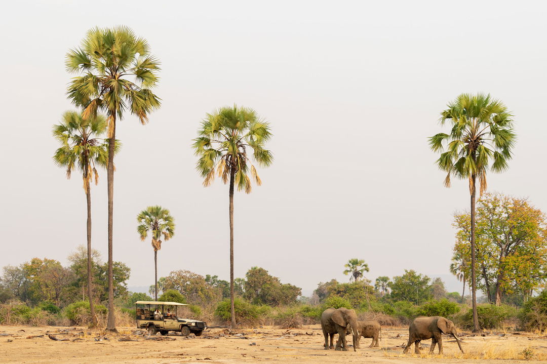 elephants spotted by safari vehicle on Luangwa plains of Puku Ridge Camp Zambia