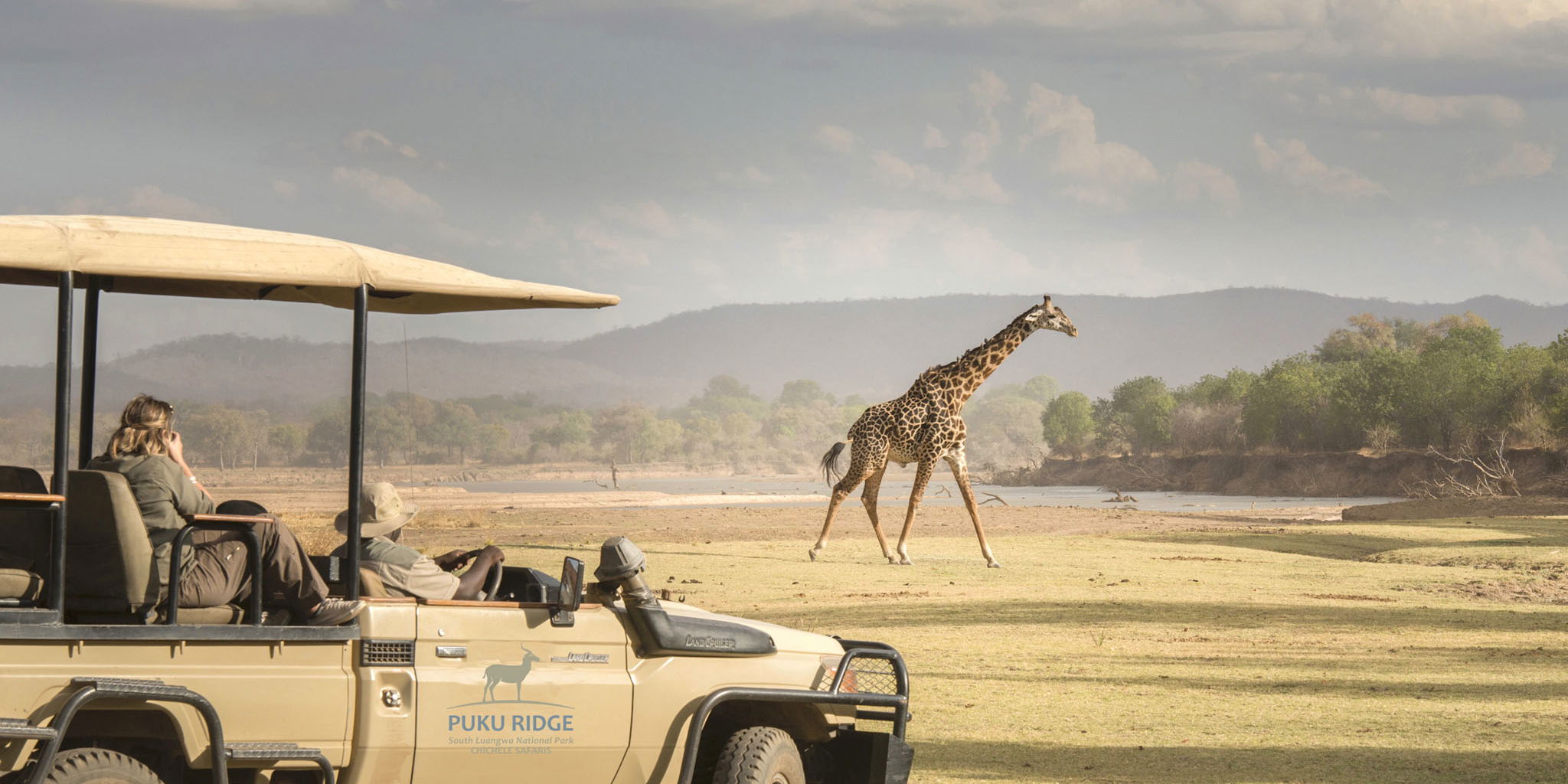 thornycroft giraffe walking on plains in front of safari vehicle of puku ridge camp Zambia