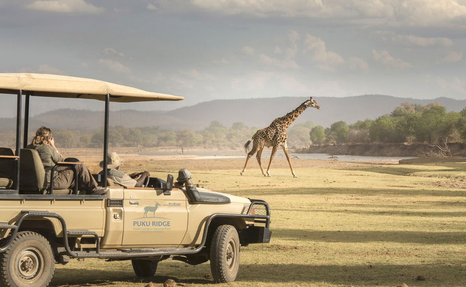 thornycroft giraffe walking on plains in front of safari vehicle of puku ridge camp Zambia