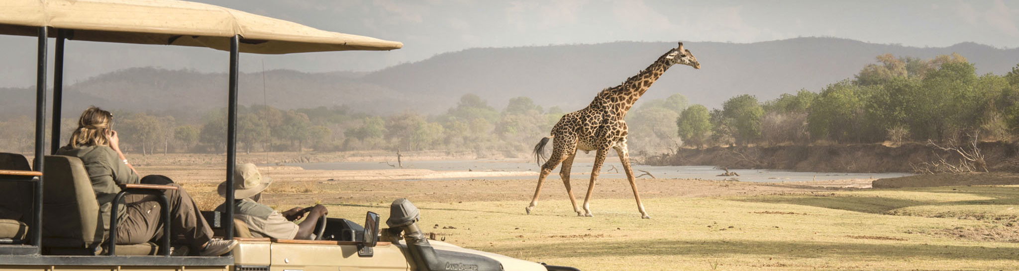 thornycroft giraffe walking on plains in front of safari vehicle of puku ridge camp Zambia