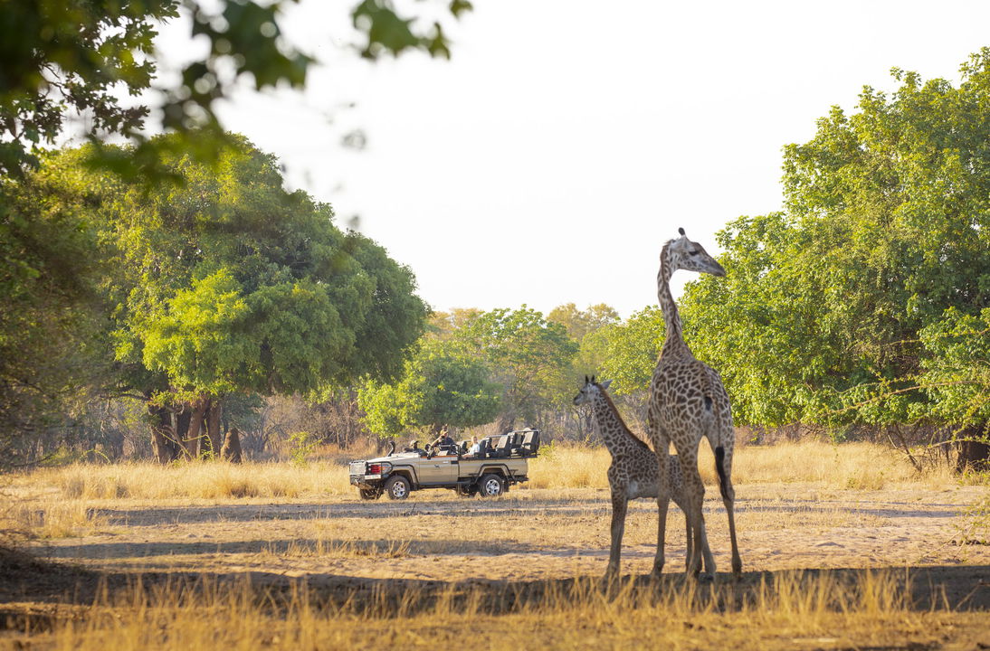two giraffes on floodplain spotted by safari vehicle at Puku Ridge Camp Zambia