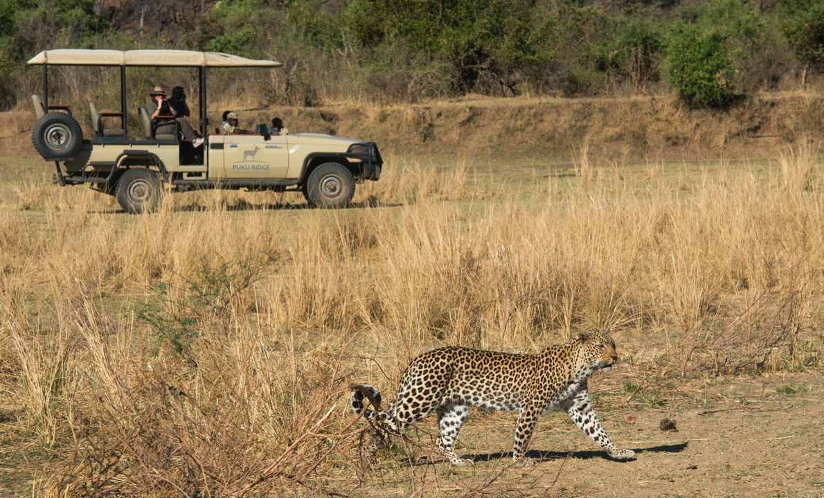 leopard walking in short grass of plains with safari vehicle onlooking at Puku Ridge Camp Zambia
