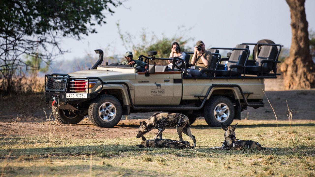 safari vehicle with guests looking at wild dogs by Puku Ridge Camp Zambia