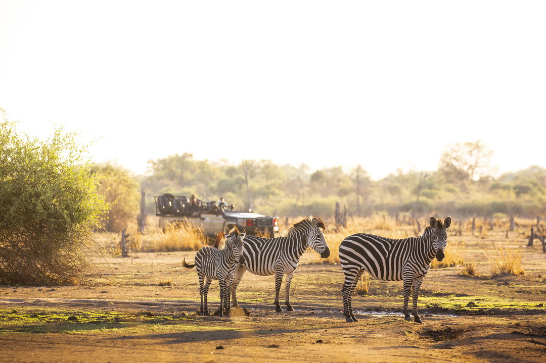 zebras spotted by safari vehicle onlooking at Puku Ridge Camp Zambia