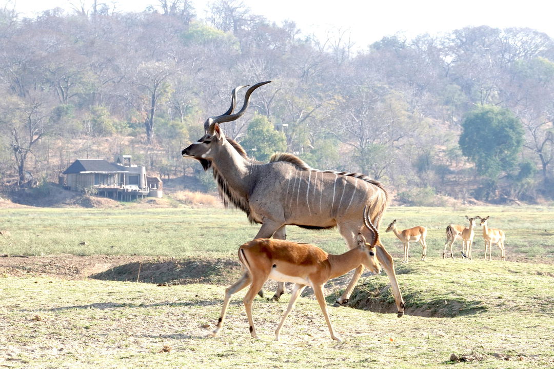kudu on plains in front of main lodge by Puku Ridge Camp Zambia