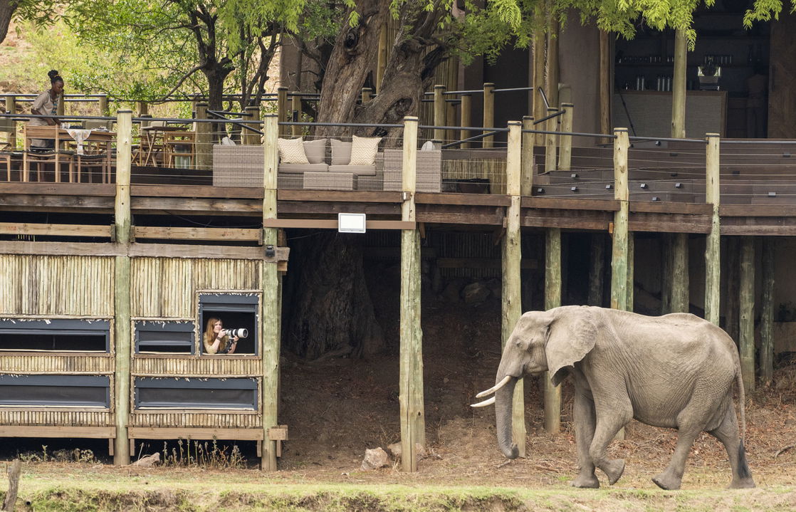 elephant in front of photography hide of main lodge by puku camp Zambia