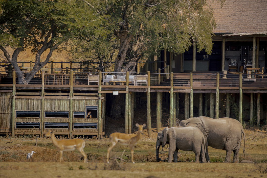 elephants and antelopes in front of photography hide by Puku Ridge Camp Zambia