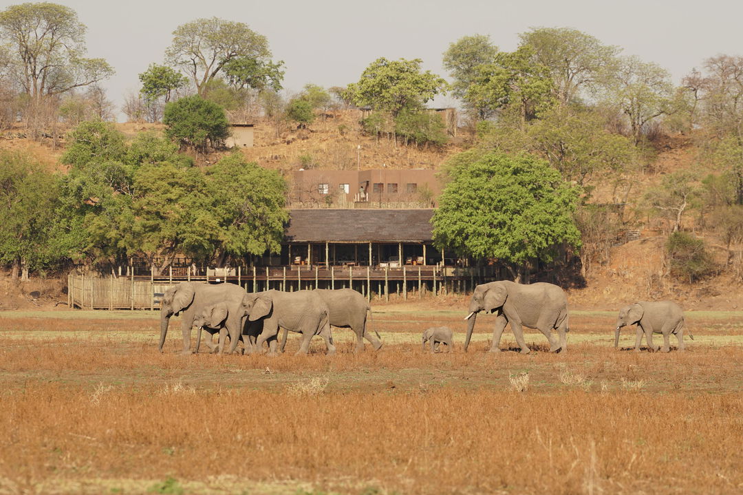 herd of elephants walking in front of main lodge at Puku Ridge Camp Zambia Luangwa Plains