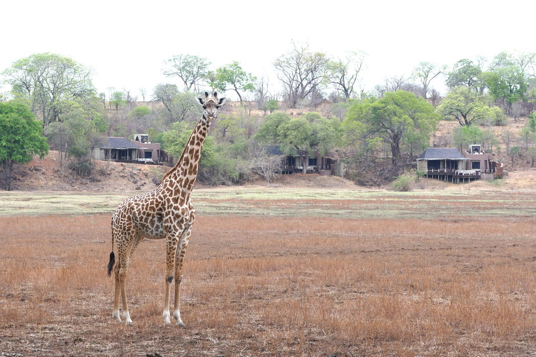 lone giraffe in front of Puku Ridge Camp Zambia Luangwa Plains