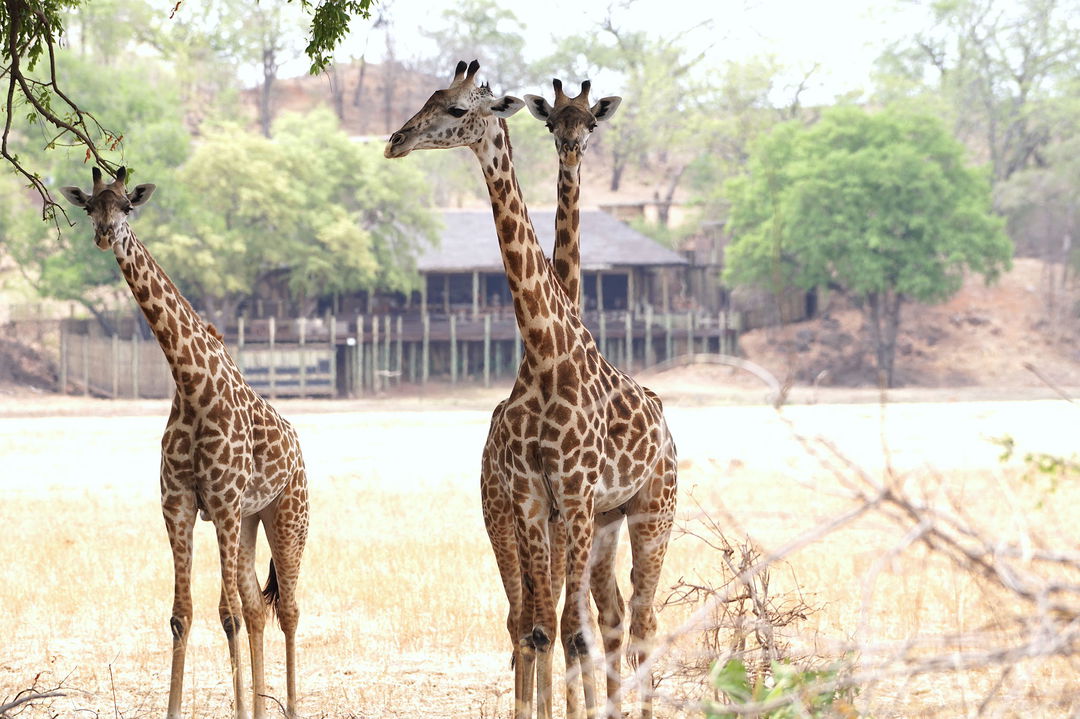 three giraffes on plains of Puku Ridge Camp Zambia Luangwa Plains