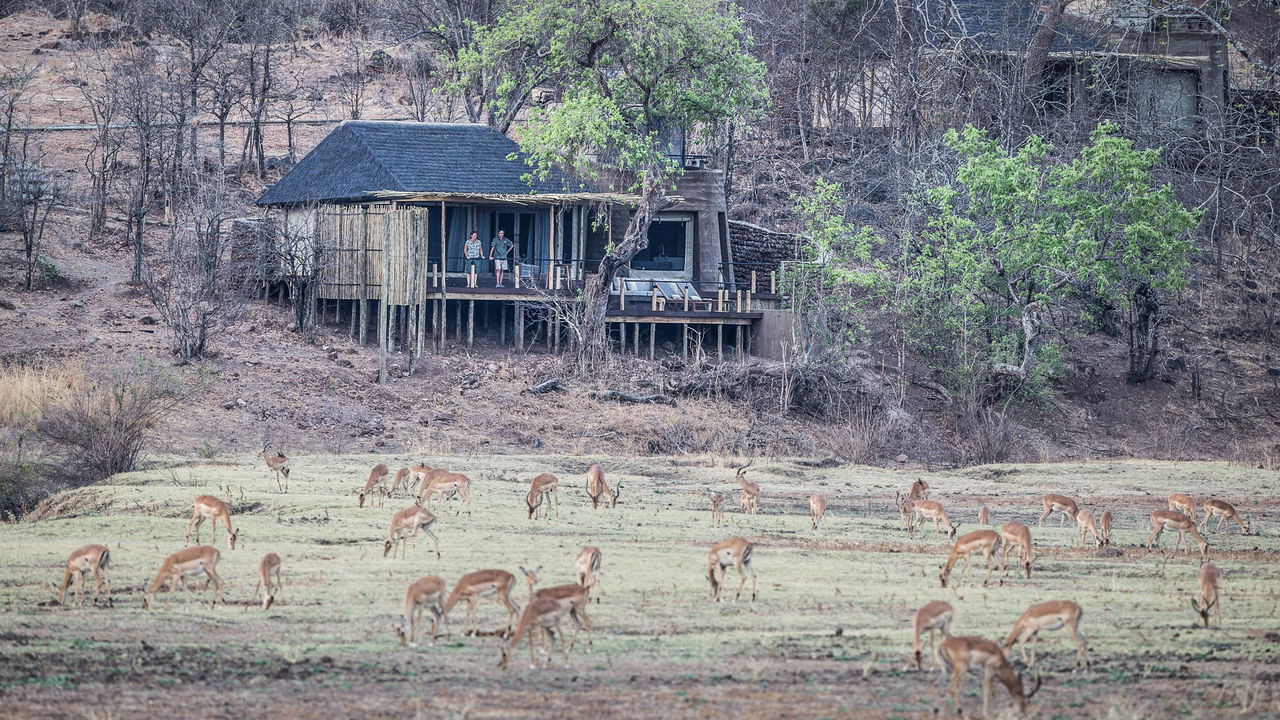 impalas on plains in front of Puku Ridge Camp Zambia Luangwa Plains