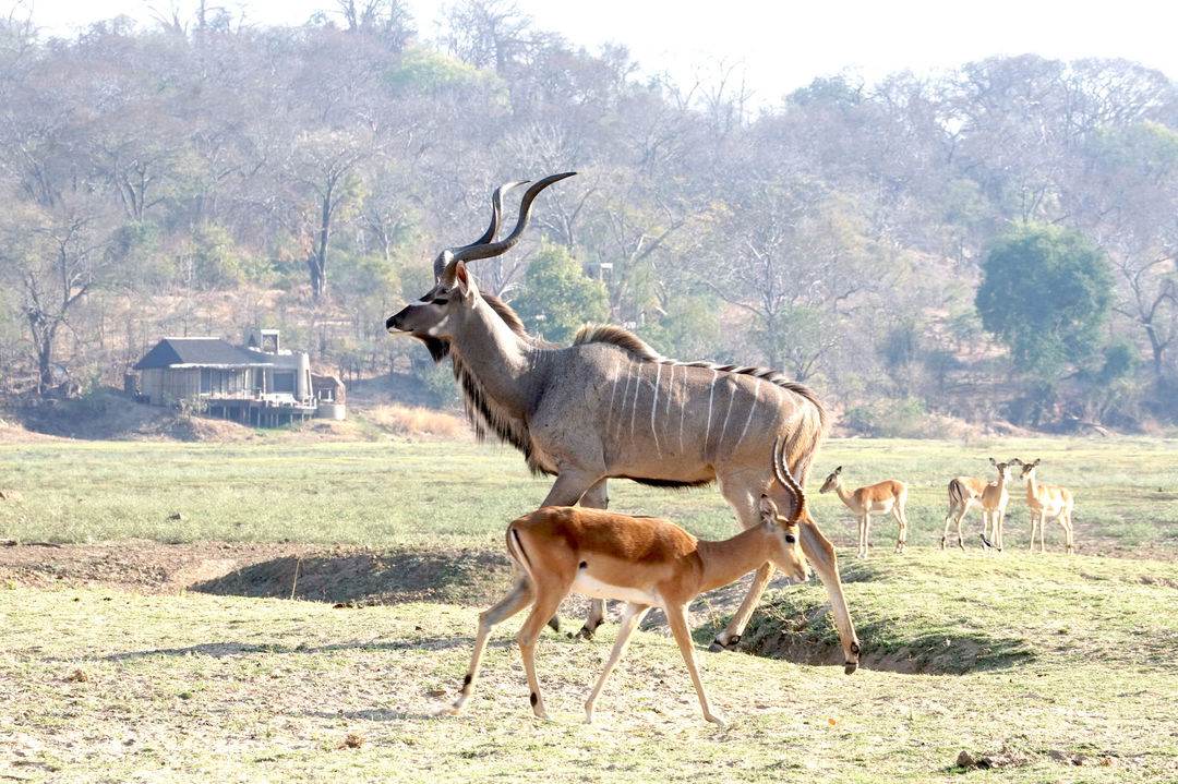 kudu and impala on plains in front of main lodge by Puku Ridge Camp Zambia