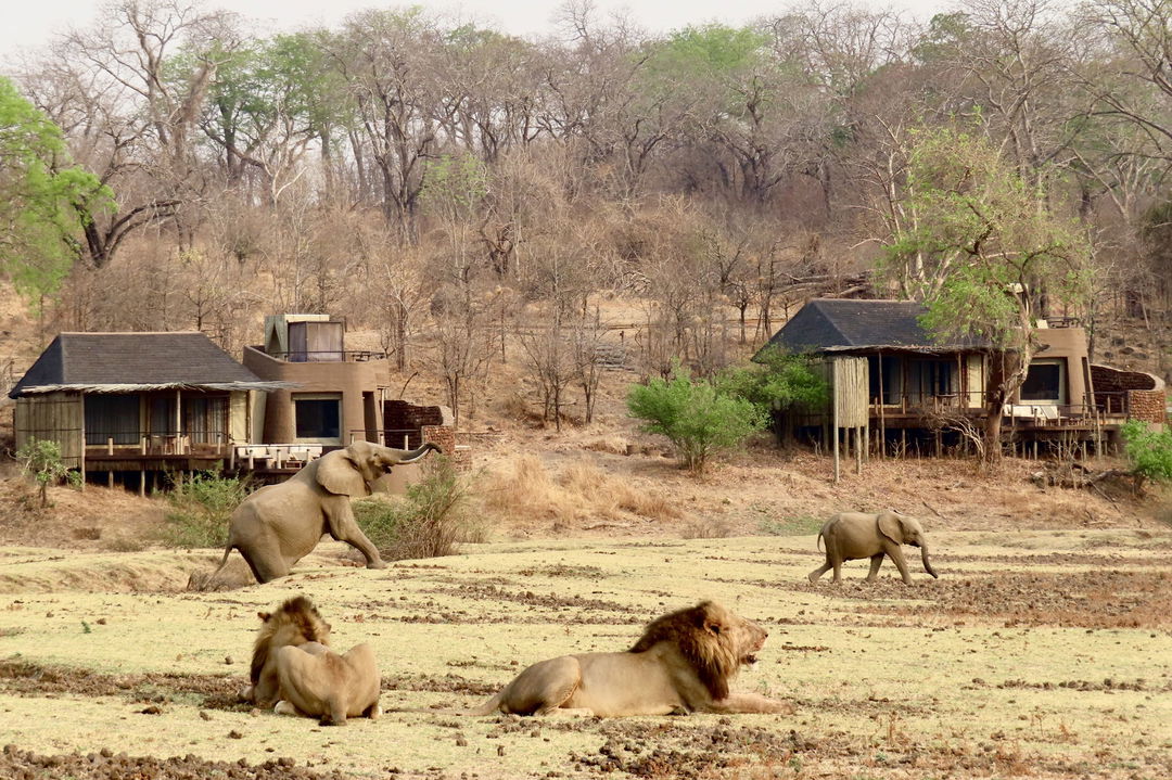 lions and elephants in front of main lodge at Puku Ridge Camp Zambia Luangwa Plains