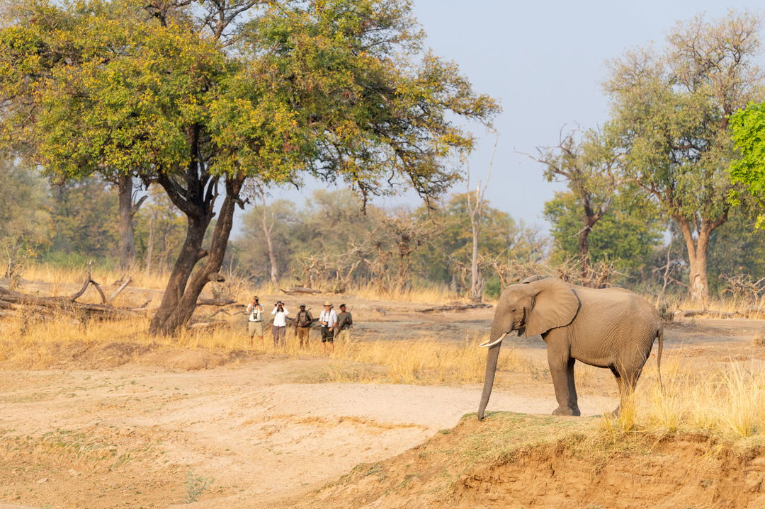 elephant sighted by a group of guests on a walking safari by Puku Ridge Camp Zambia Luangwa Plains
