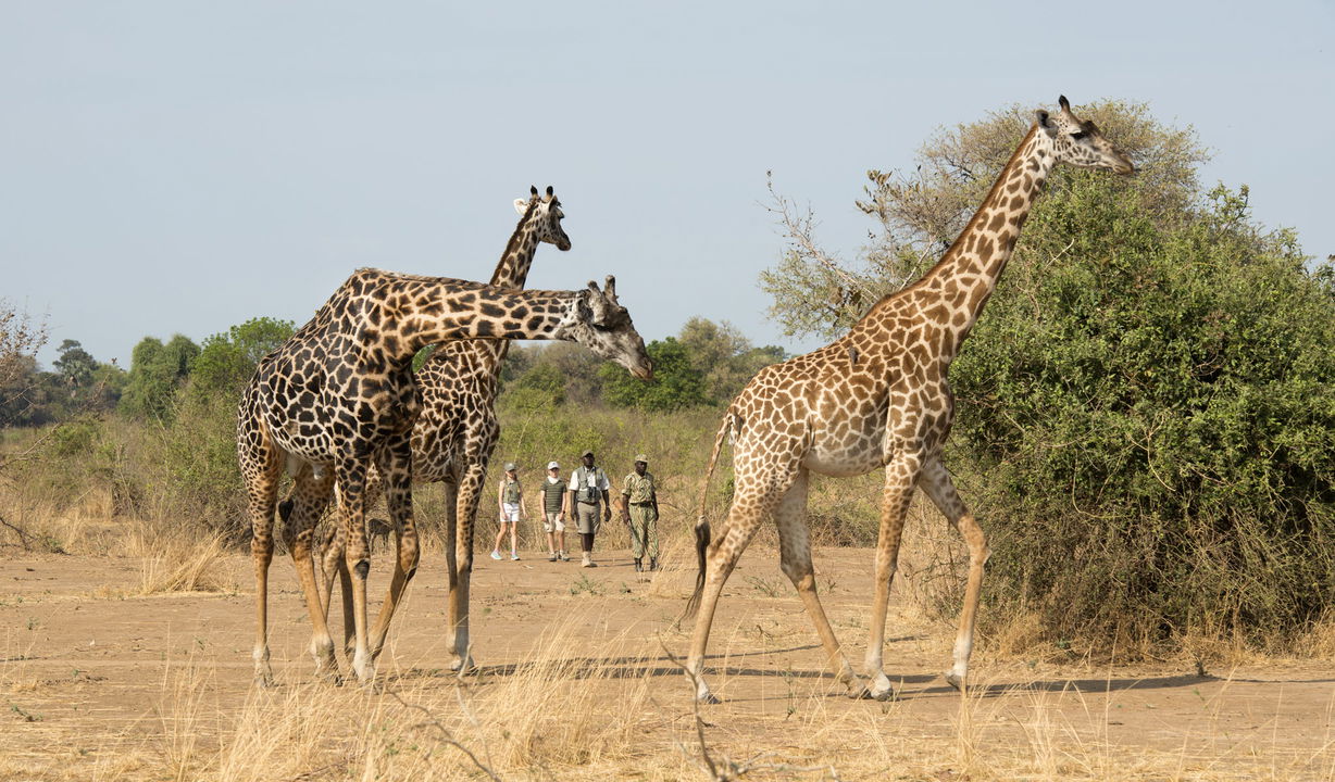 two giraffes sighted on a walking safari by Puku Ridge Camp Zambia Luangwa Plains