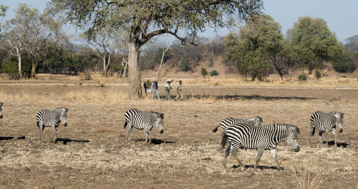 walking safari with guests spotting zebras at Puku Ridge Camp Zambia