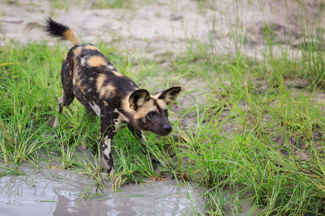 painted wolf in water at Vumbura Plains Camp Wilderness Okavango Delta Botswana