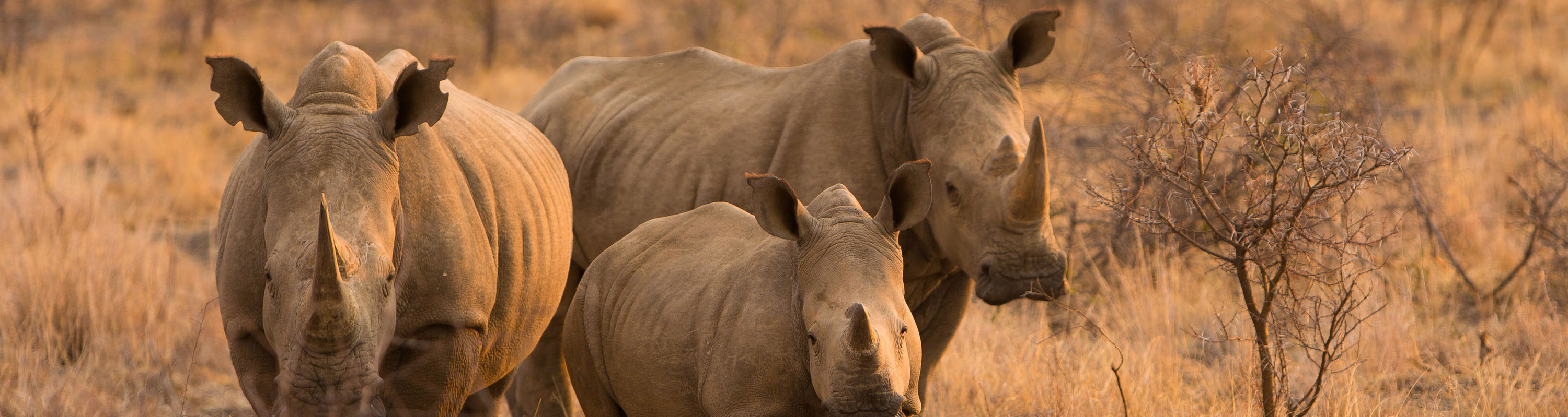 Rhino family of three rhinos looking at road in Kruger national park