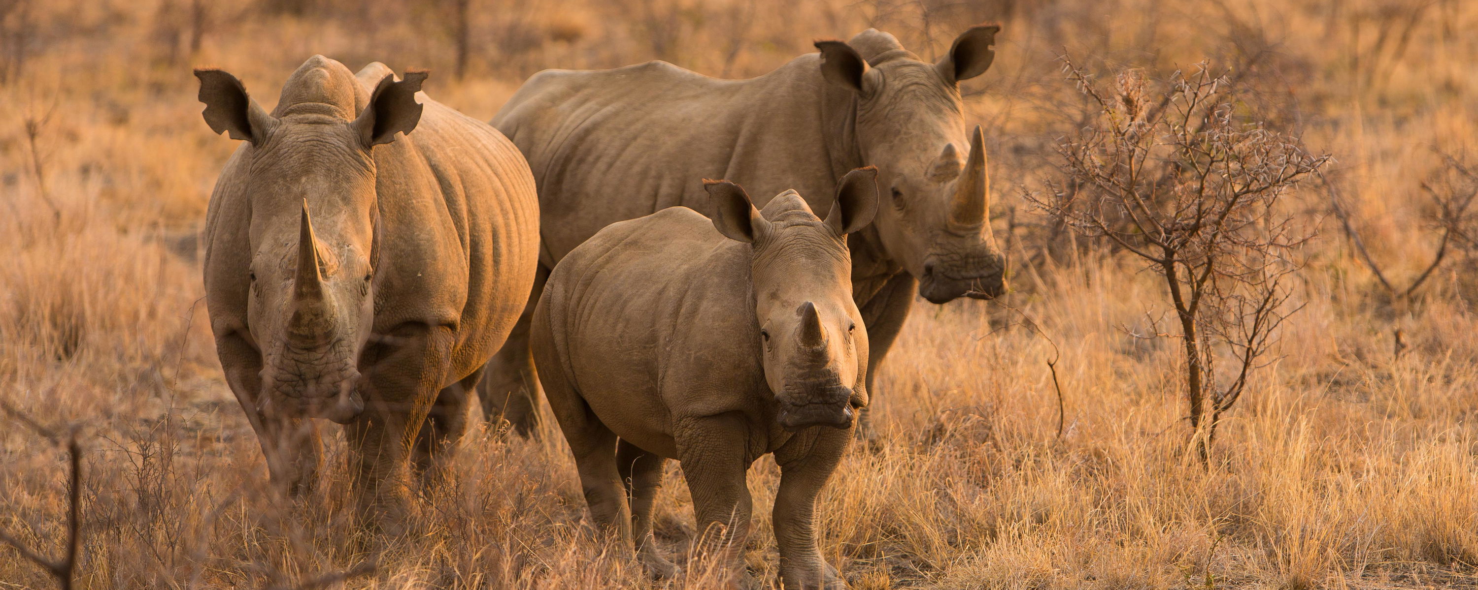 Rhino family of three rhinos looking at road in Kruger national park