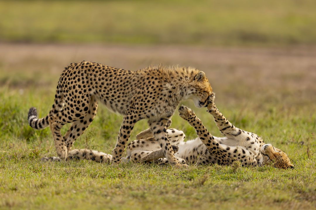 two scheetahs playing on the plains of the mara at ritz carlton masai mara