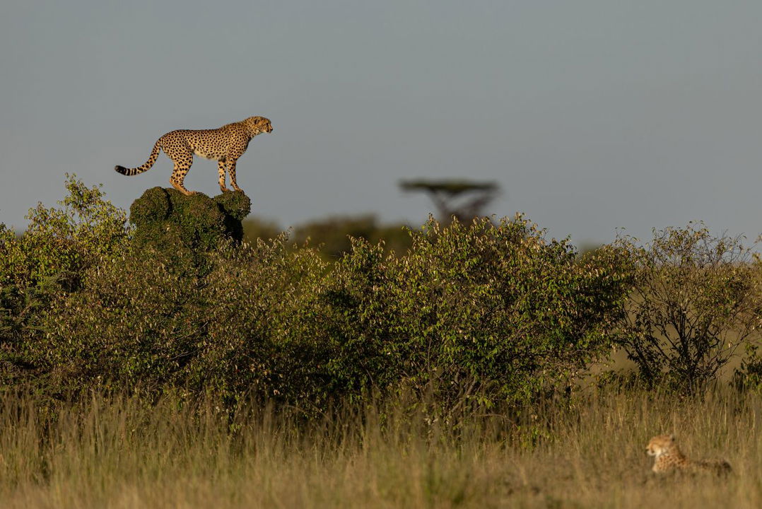 cheetah sighted on an outcrop on the plains near ritz carlton masai mara