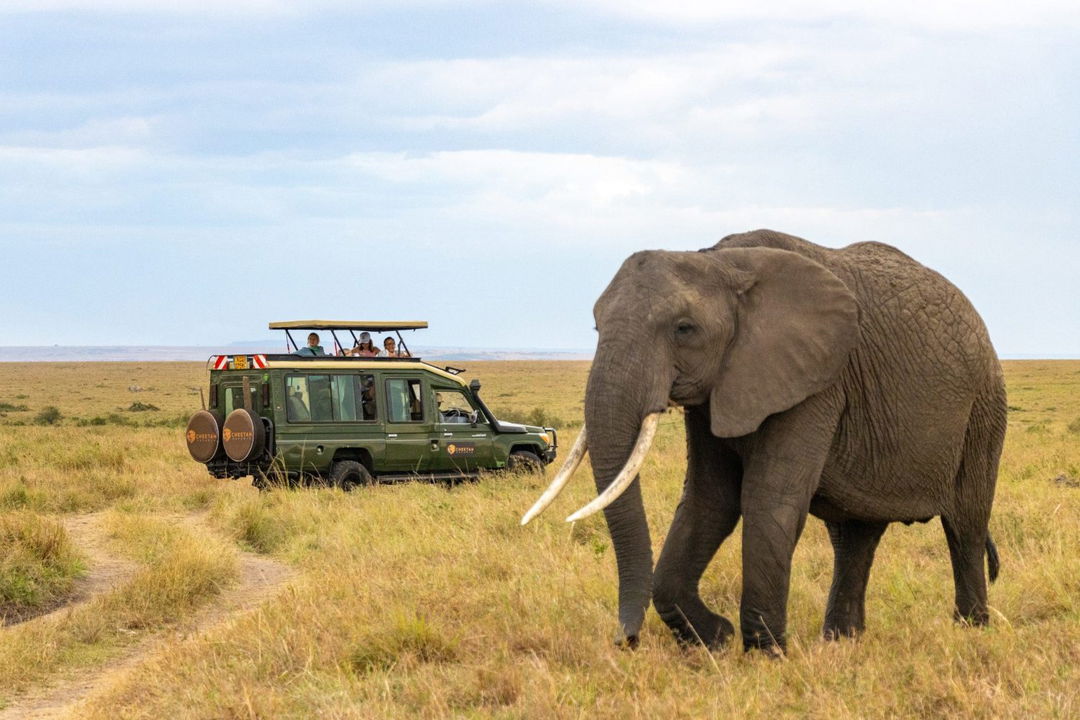 elephant near safari vehicle at ritz carlton masai mara