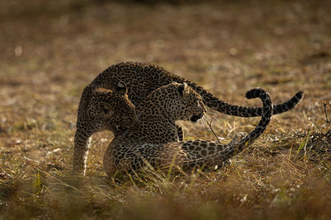 two leopards sighted on the plains near ritz carlton masai mara