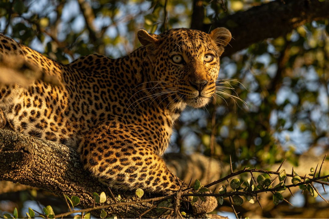 leopard in a tree sighted by ritz carlton masai mara