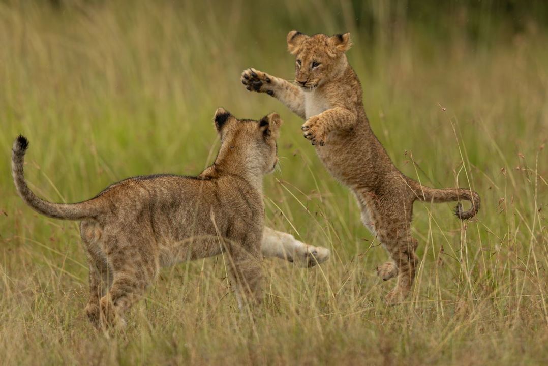 young lions playing in short grass sighted by ritz carlton masai mara