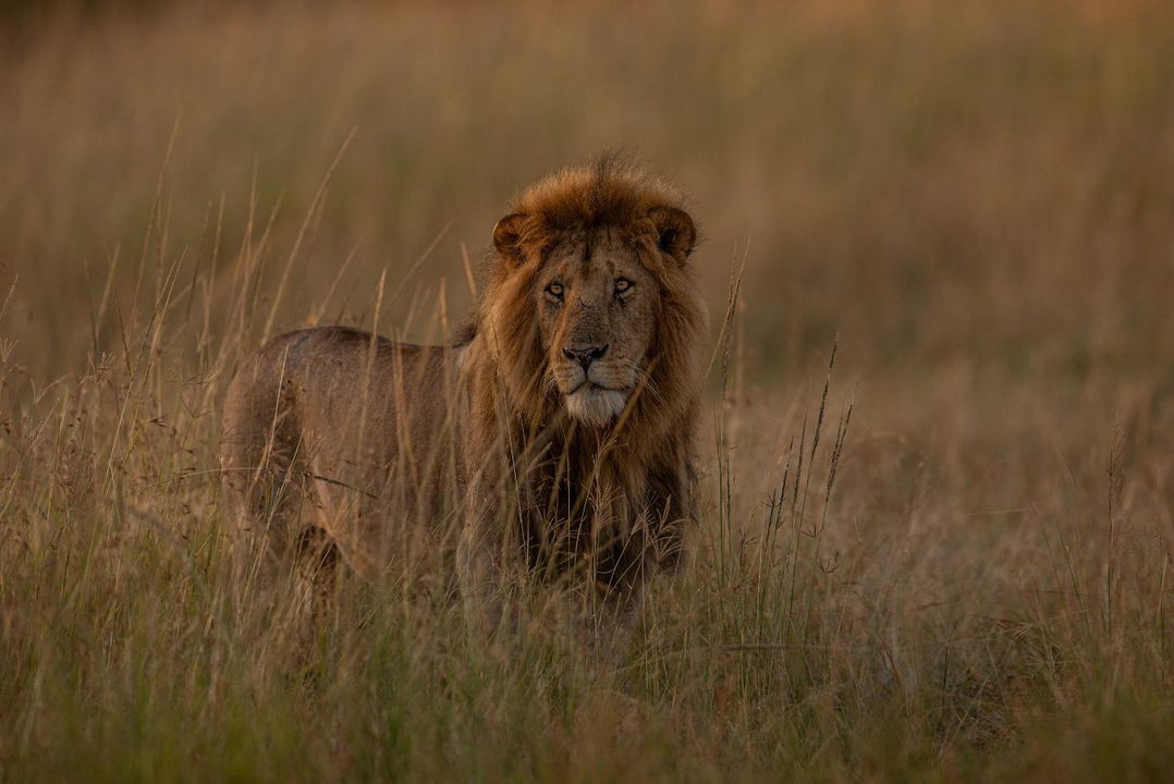 male lion sighted on the plains of ritz carlton masai mara