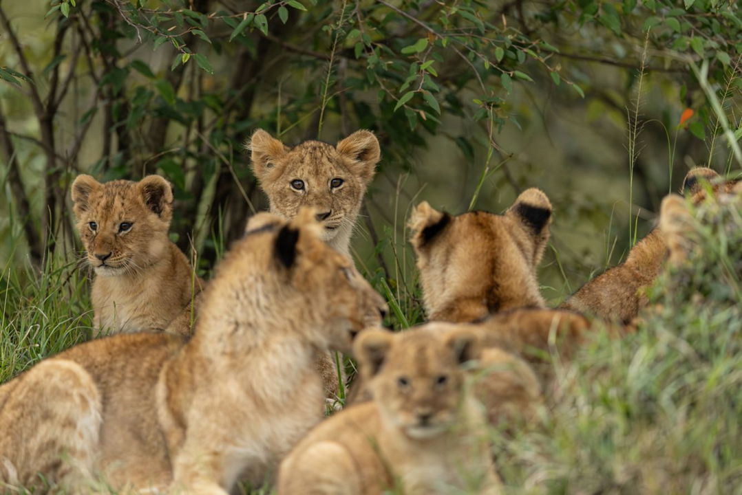 pride of lions sighted by ritz carlton masai mara
