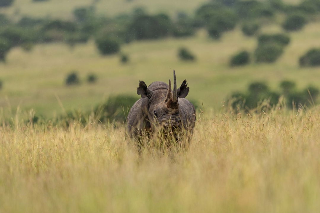 black rhino sighted on the plains by ritz carlton masai mara