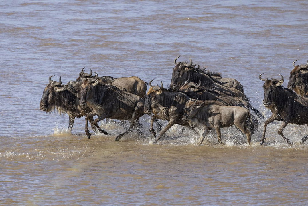 wildebeest crossing river at ritz carlton masai mara