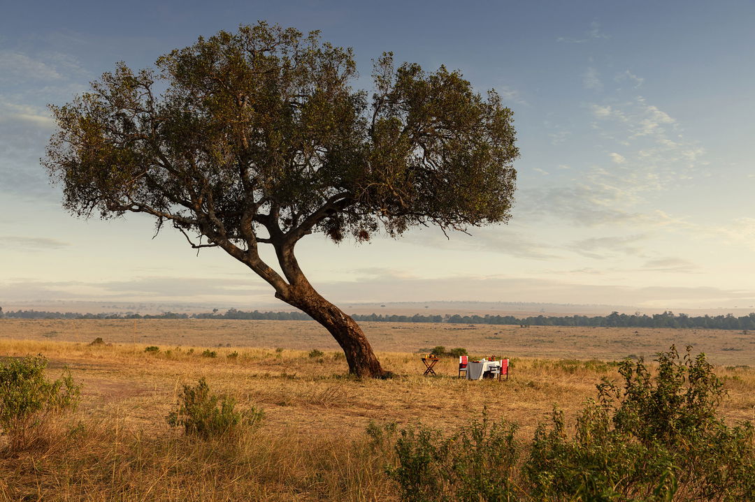 table set under a tree for bush dinner at ritz carlton masai mara