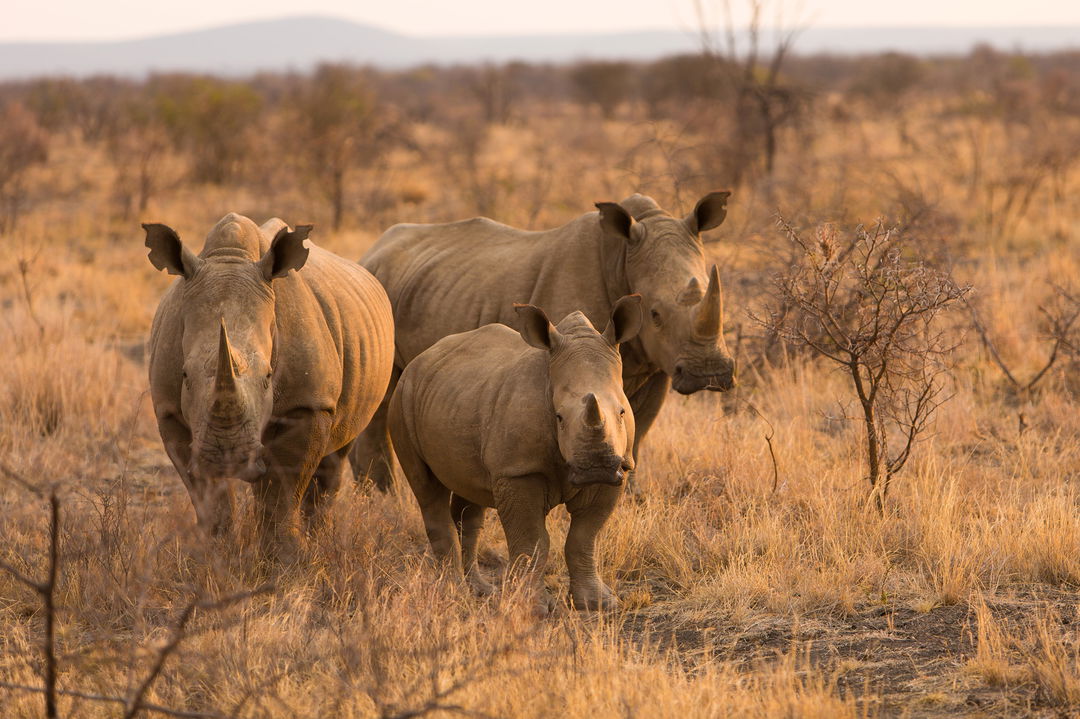 three rhinos spotted on safari with Rovos Rail Luxury Trains