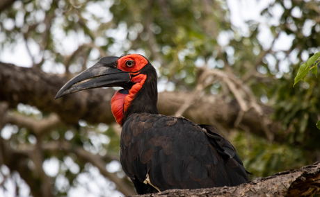 ground hornbill sighted on safari by royal malewane lodges ground hornbill sighted on safari by royal malewane lodges