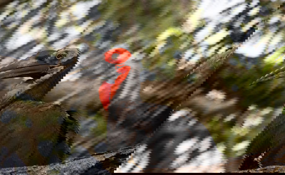 ground hornbill sighted on safari by royal malewane lodges
