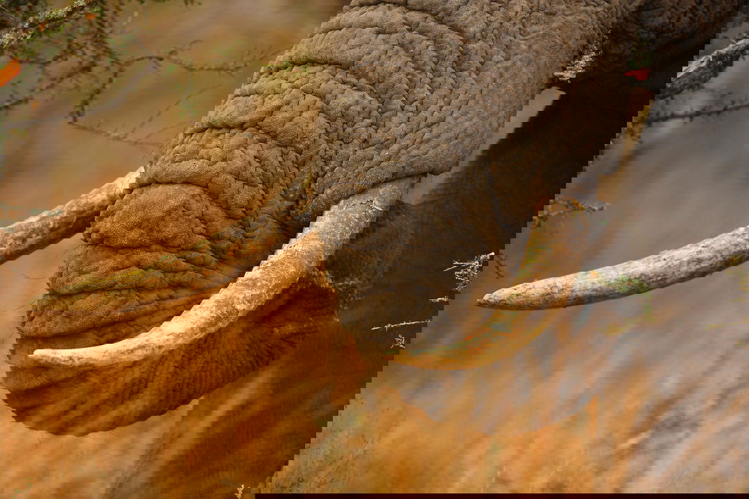 close up view of elephant trunk and tusks at royal malewane