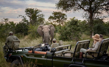 elephant close to game drive vehicle at royal malewane elephant close to game drive vehicle at royal malewane