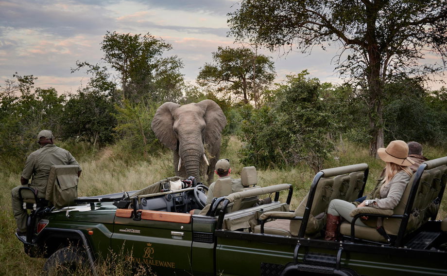 elephant close to game drive vehicle at royal malewane elephant close to game drive vehicle at royal malewane