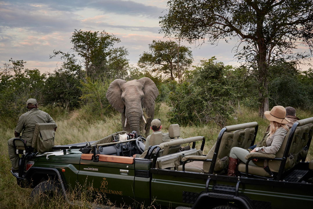 elephant close to game drive vehicle at royal malewane