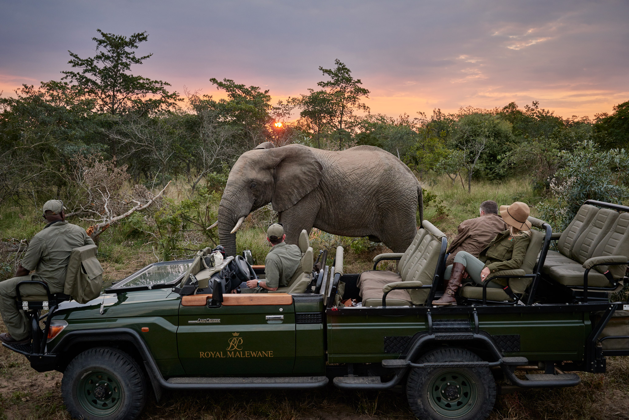 safari guide on vehicle educating guests with lion in background at Royal Malewane